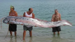 Zwiastun nieszczęść wyszedł na brzeg: gigant z głębin przypomniał o legendach dawno skrytych w oceanie