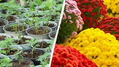 Jak wyhodować cały kwietnik z jednego krzewu chryzantemy: prosta metoda od ogrodników