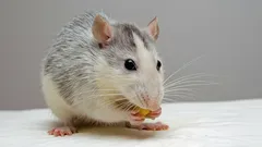 Zwierzęta-geniusze: 5 gatunków, których sprytne strategie i zachowania cię zaskoczą