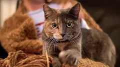 Dlaczego kot ugniata cię łapkami? Specjaliści wyjaśniają prawdziwe powody