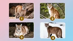 Które zdjęcie wybierają inteligentni ludzie: bardzo dokładny test osobowości