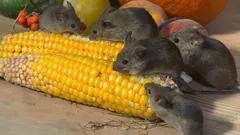 Jak na zawsze pozbyć się myszy z domu: 15 naturalnych zapachów, których gryzonie nie znoszą