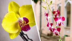 Jak dbać o orchideę zimą, aby nie gniła i ponownie zakwitła: porady ekspertów