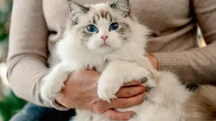 Tajemnice kociej duszy: te 3 rasy kotów są najbardziej oddane